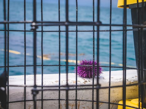 A vibrant purple sea urchin rests on a boat with the ocean in the background.